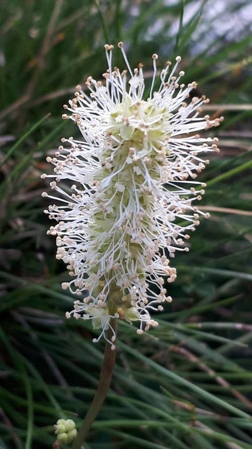 Sanguisorba dodecandra flower