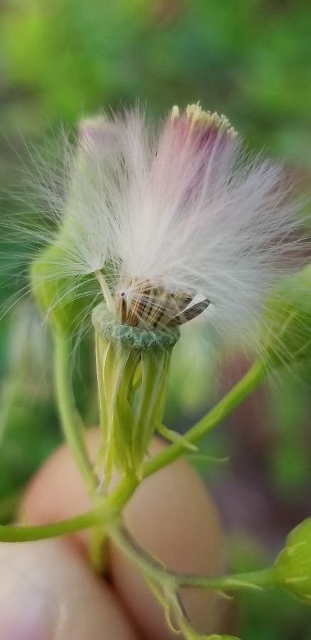 Emilia sonchifolia fruit