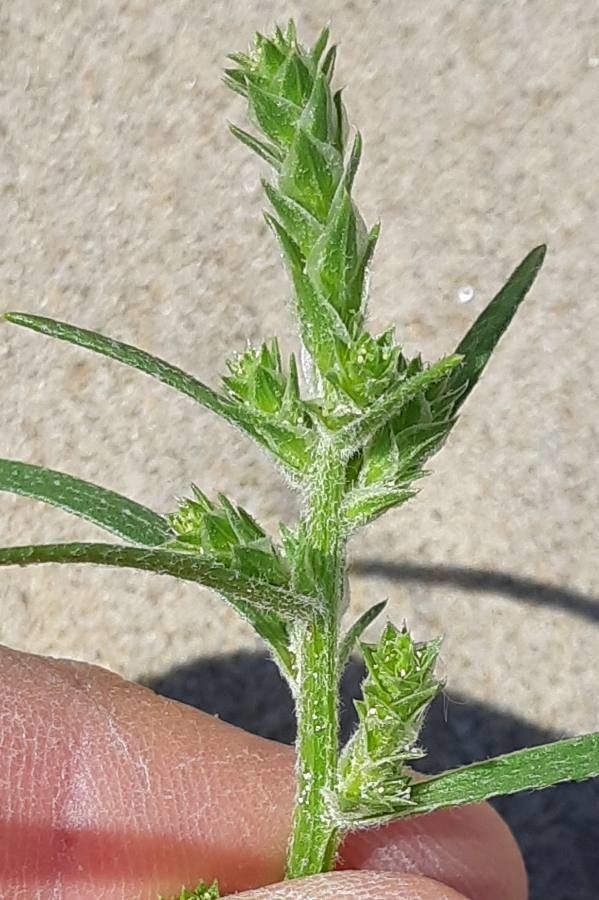 Corispermum pallasii flower