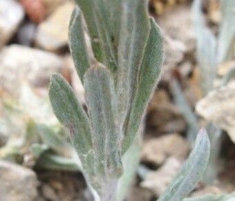 Filago lutescens — search result for 'Filago'