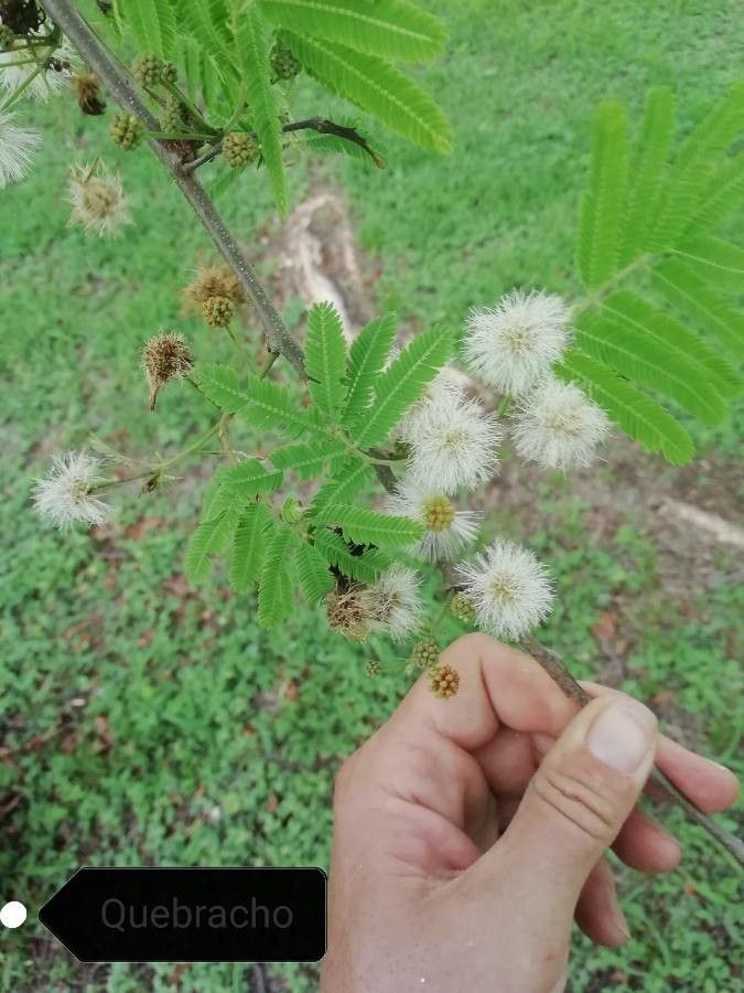 Lysiloma divaricatum — search result for 'El Salvador'