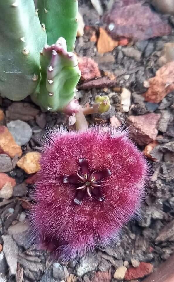 Stapelia obducta flower
