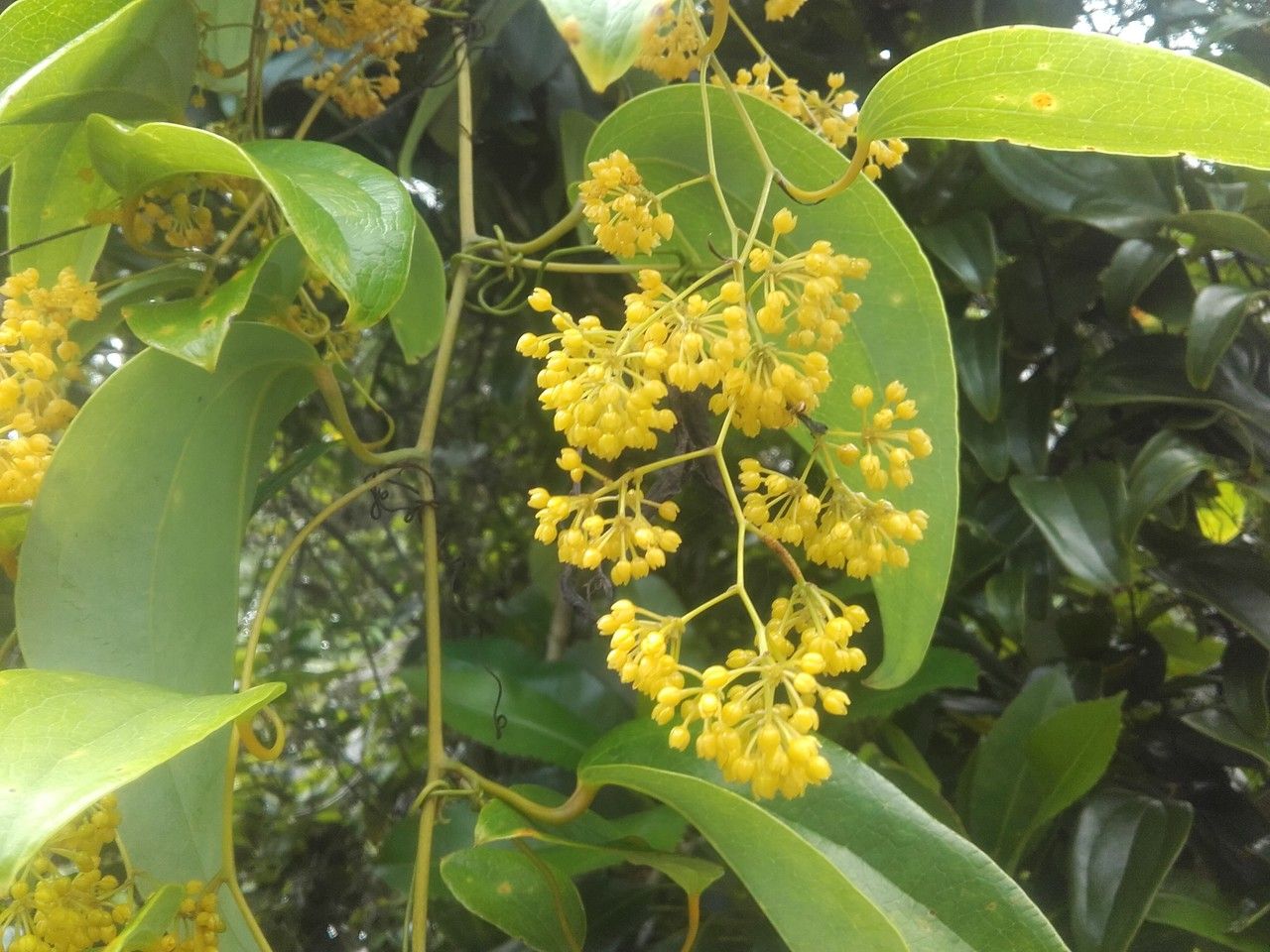Smilax neocaledonica flower