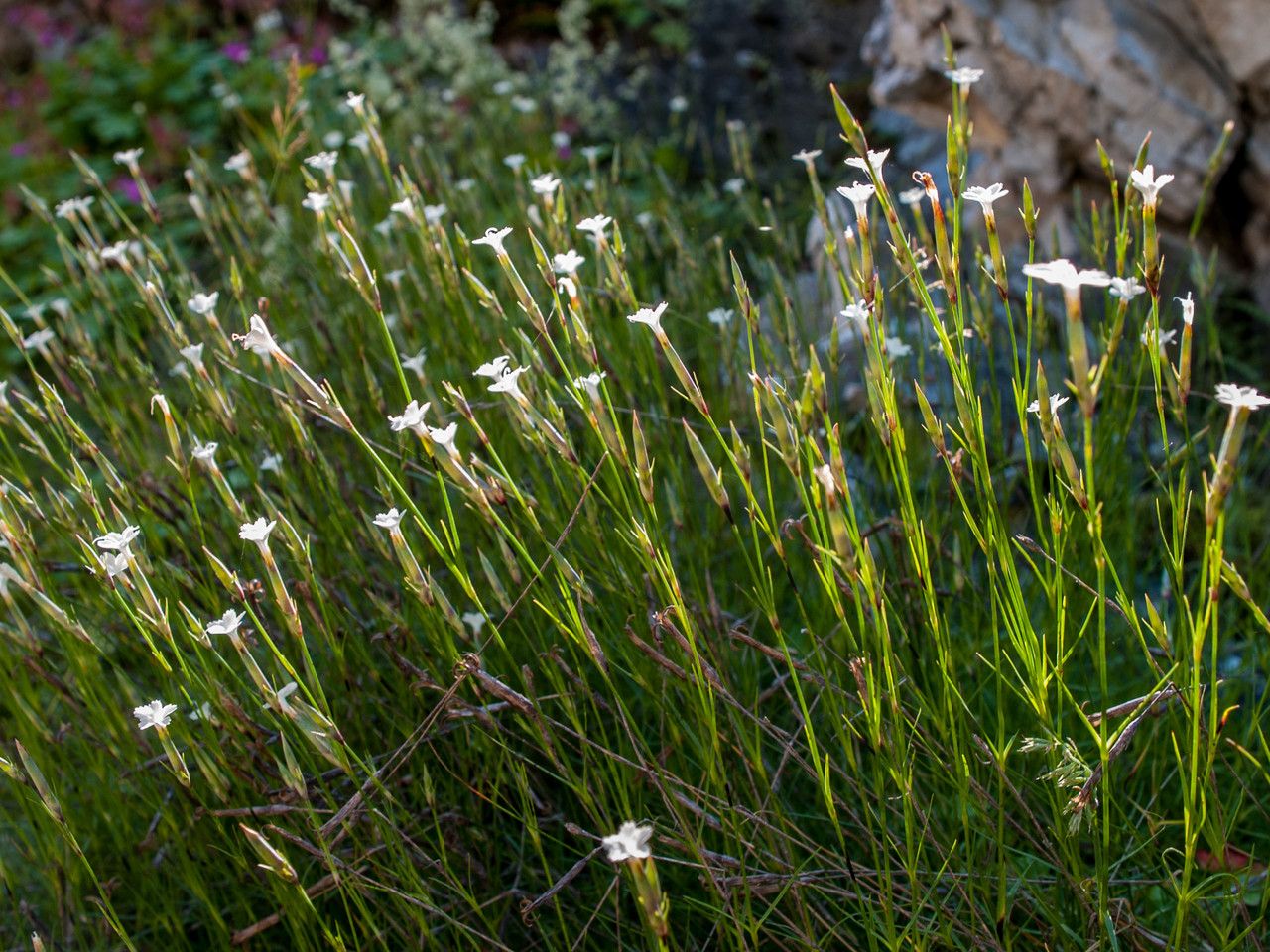 Dianthus petraeus — search result for 'Albania'