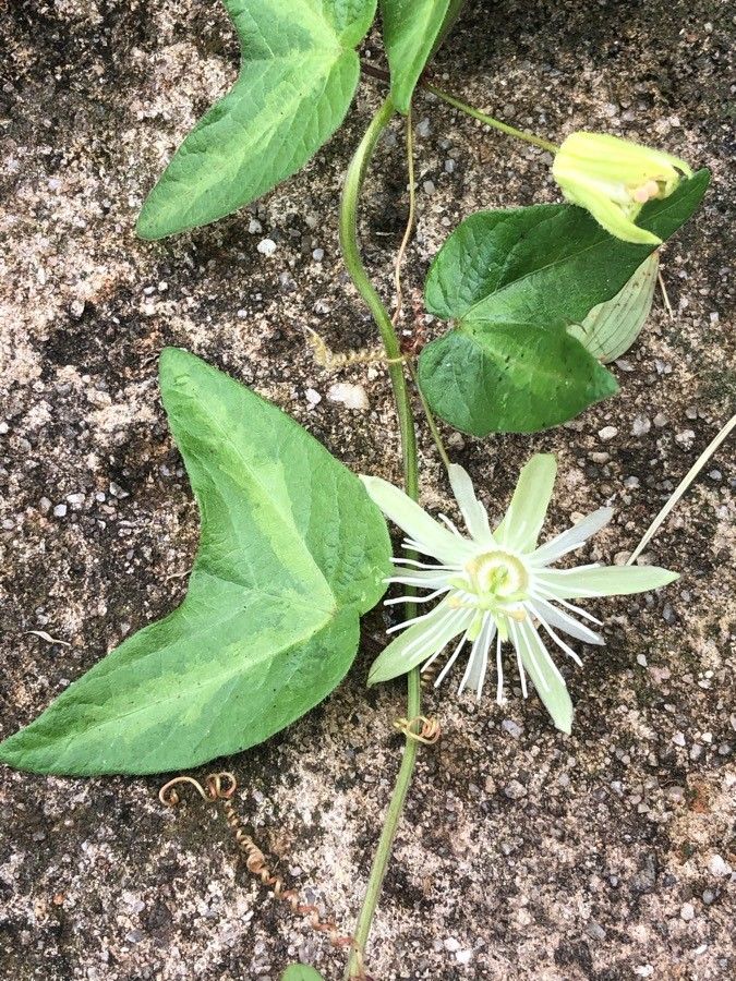 Passiflora capsularis flower