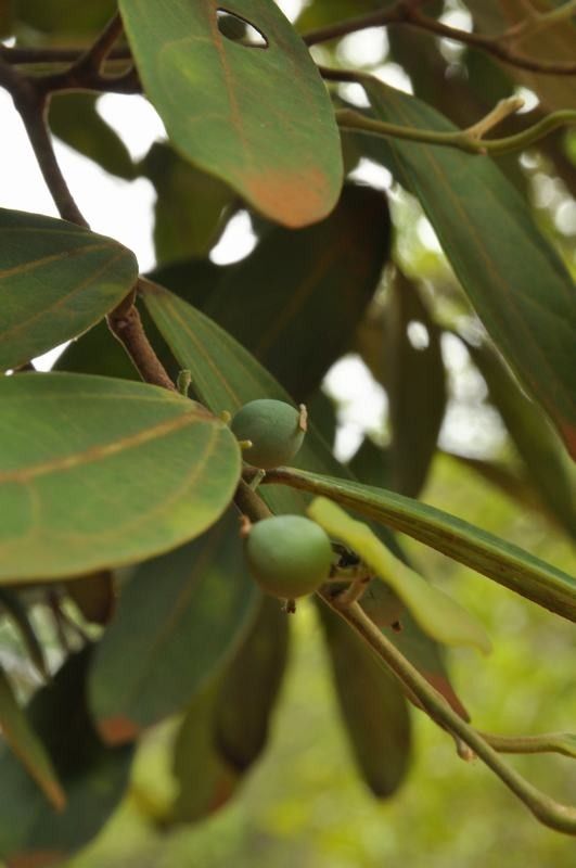 Celtis hypoleuca fruit