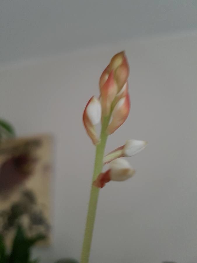 Ludisia discolor bark