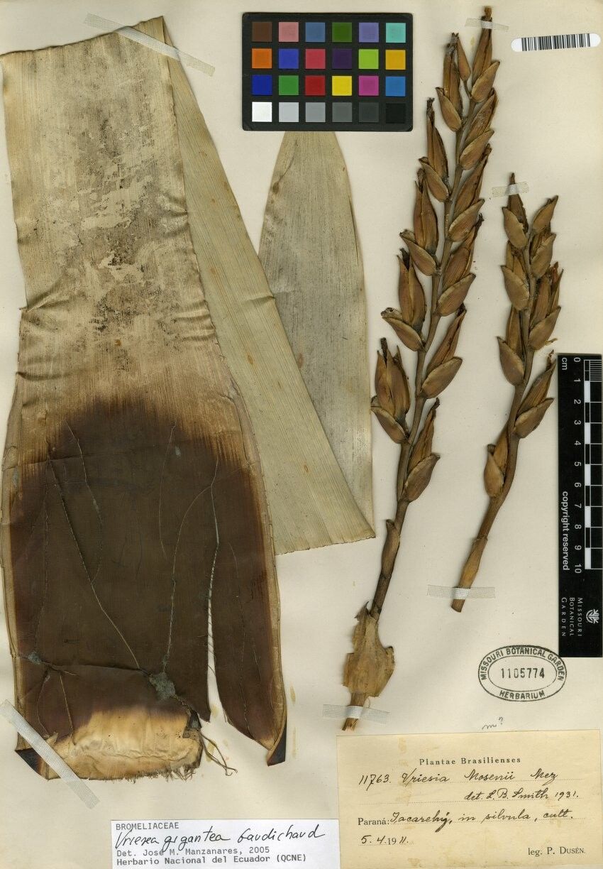 Werauhia gigantea other