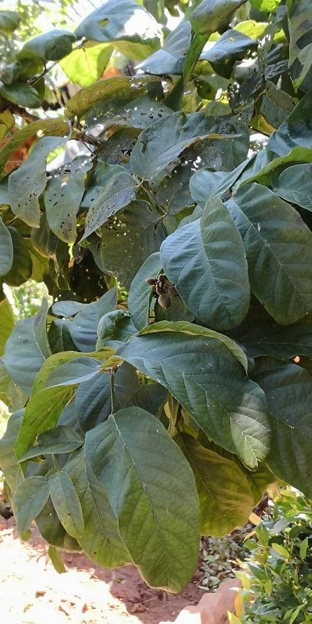 Markhamia stipulata — related species from the same genus