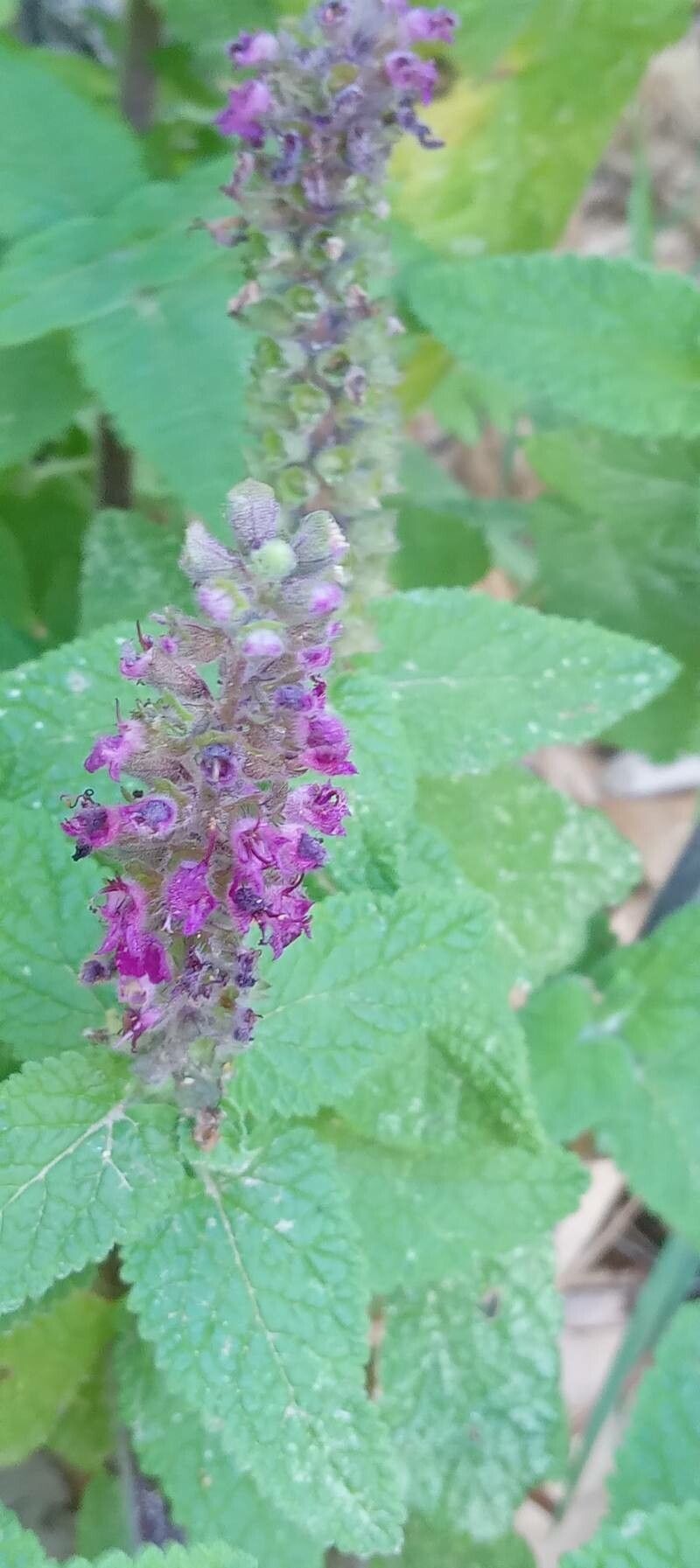 Teucrium hircanicum flower