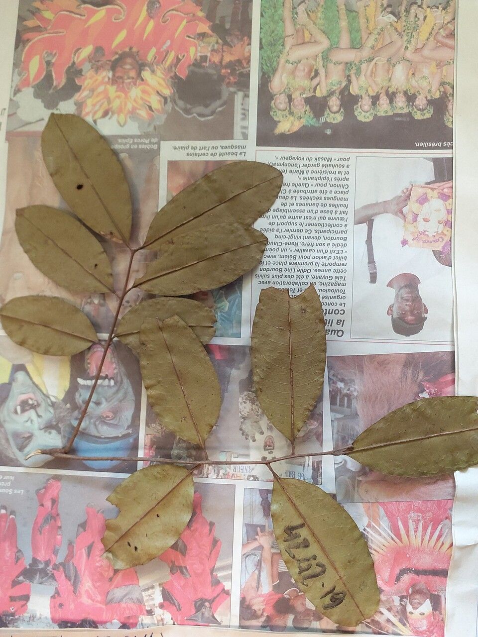 Talisia praealta — houseplant care guide