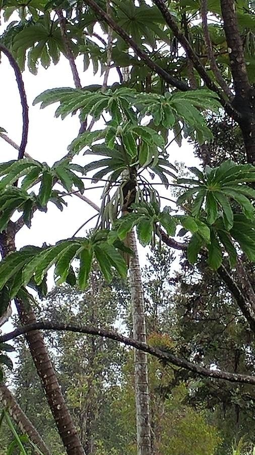 Cecropia obtusifolia — search result for 'Urticaceae'