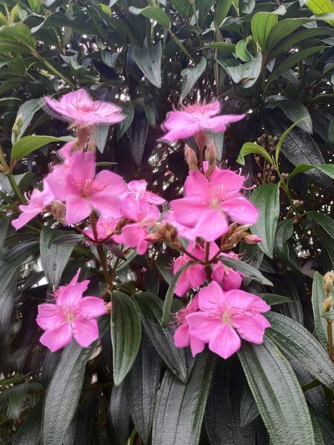 Tibouchina mutabilis flower