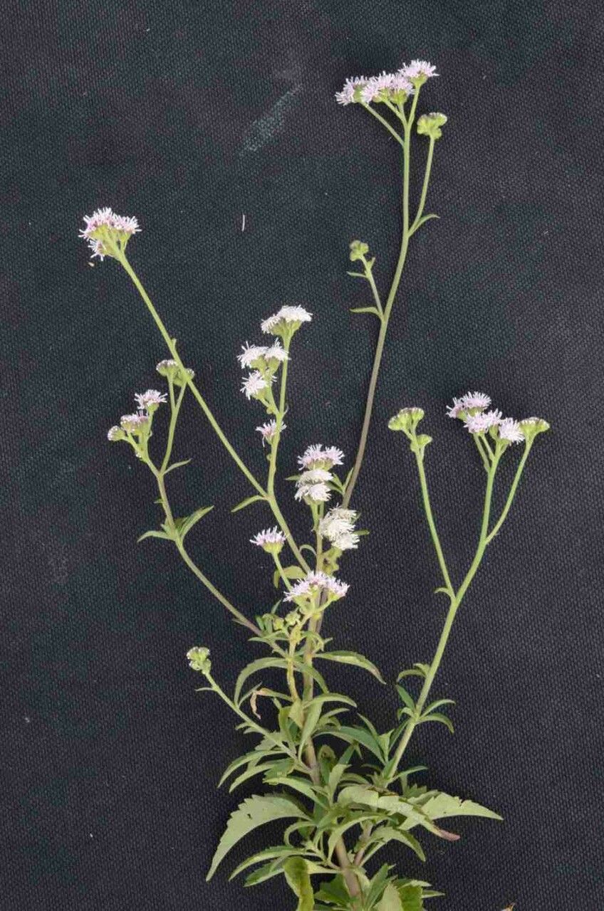 Ageratum fastigiatum flower