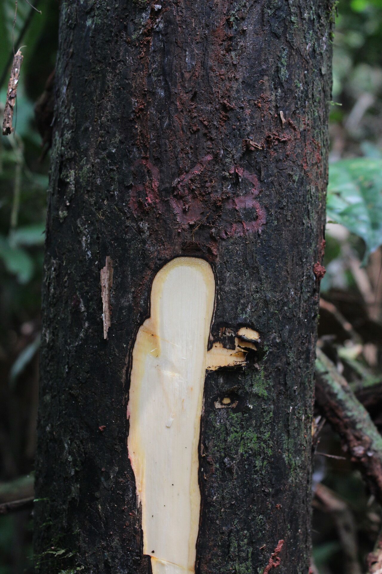 Diospyros viridicans bark