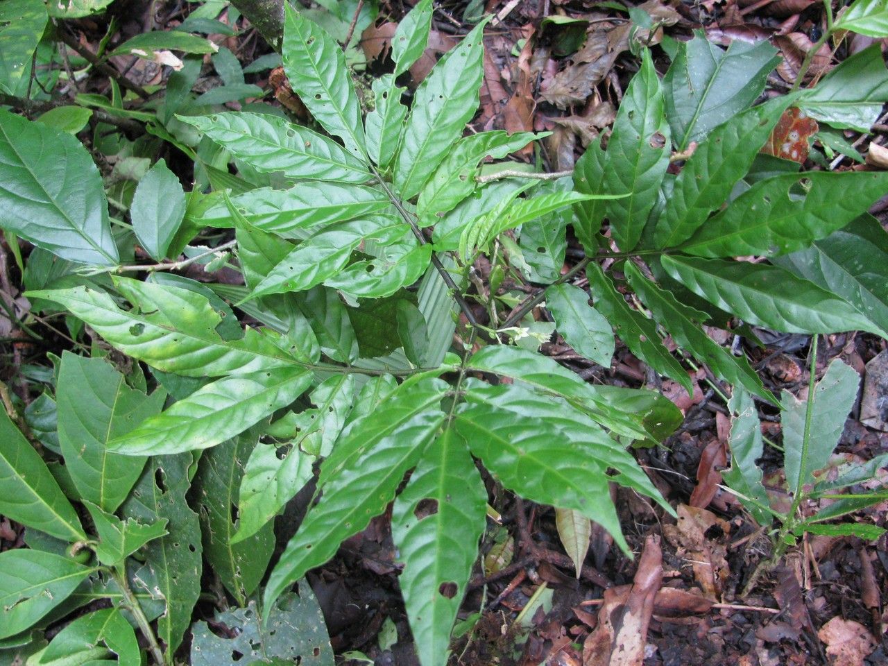 Solanum trizygum leaf