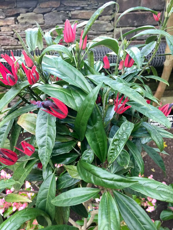 Pavonia multiflora flower