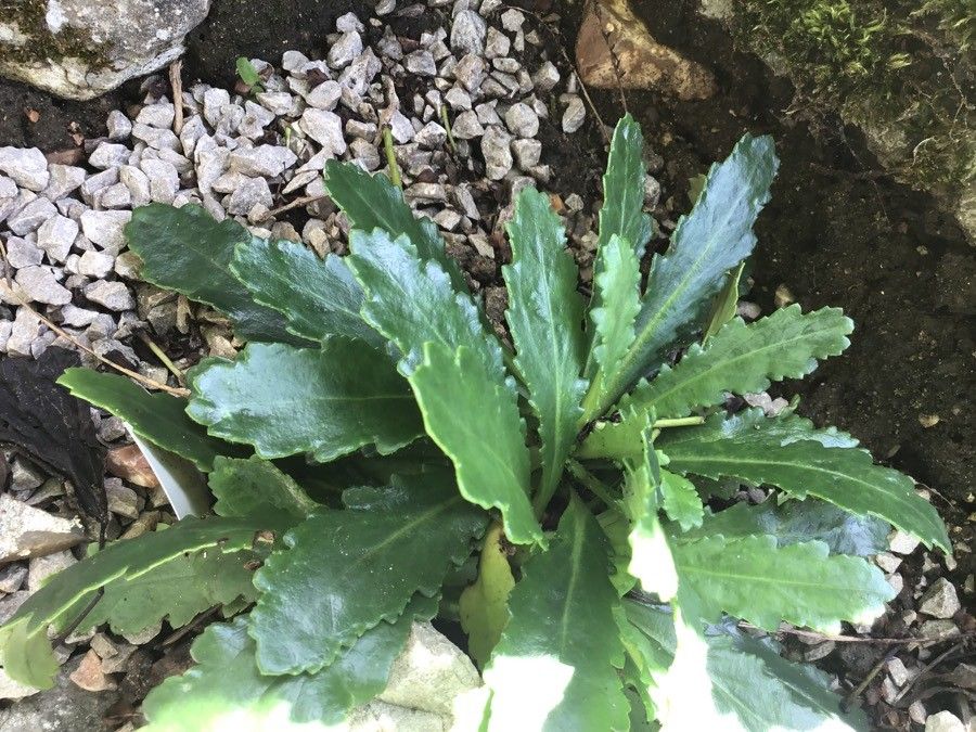 Wulfenia baldaccii — related species from the same genus
