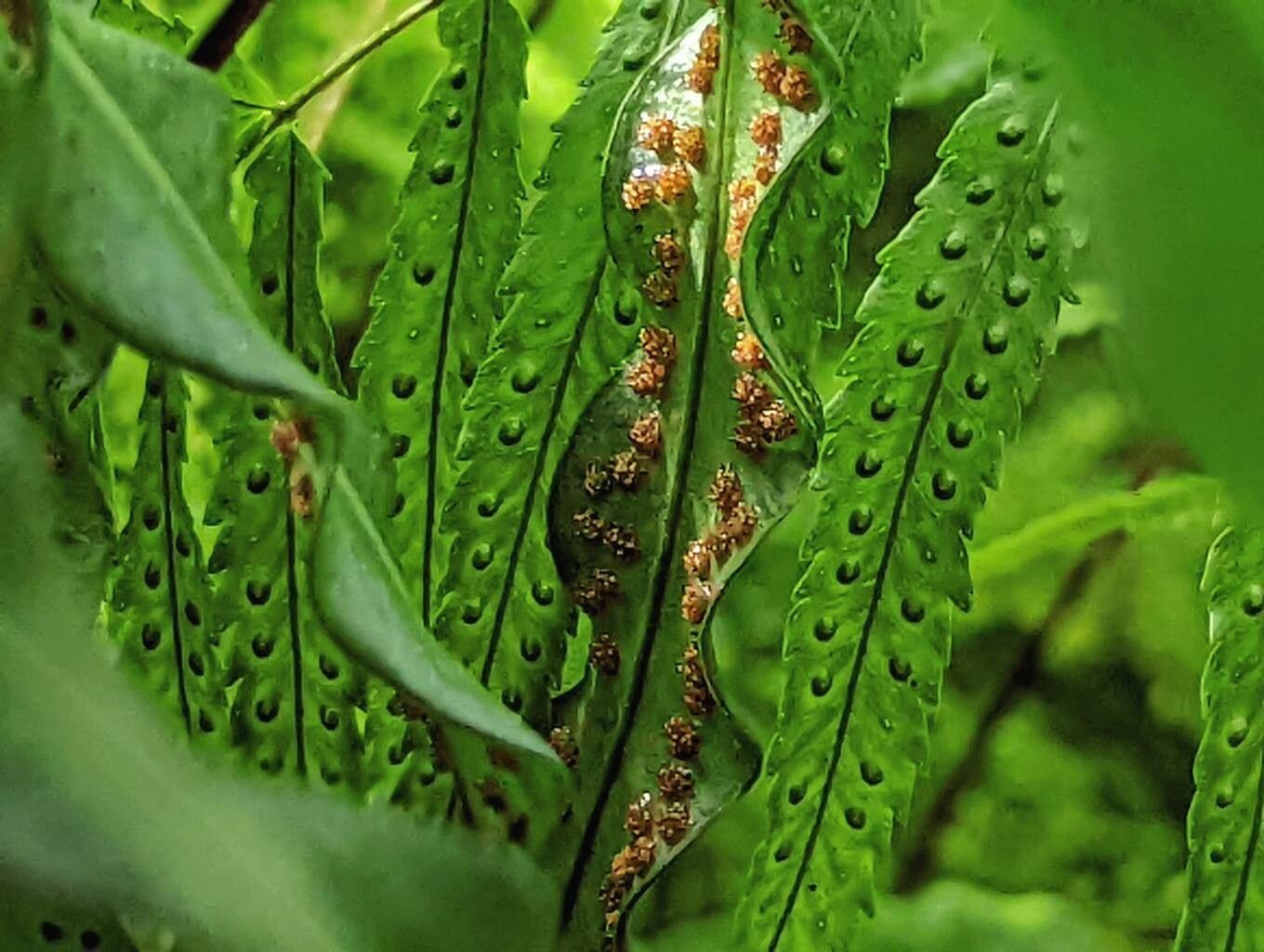 Campyloneurum angustifolium fruit