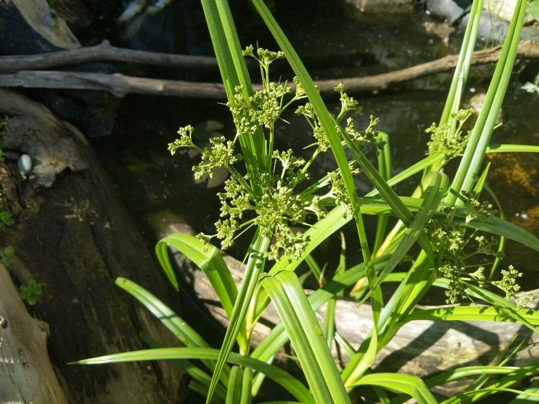 Scirpus microcarpus flower