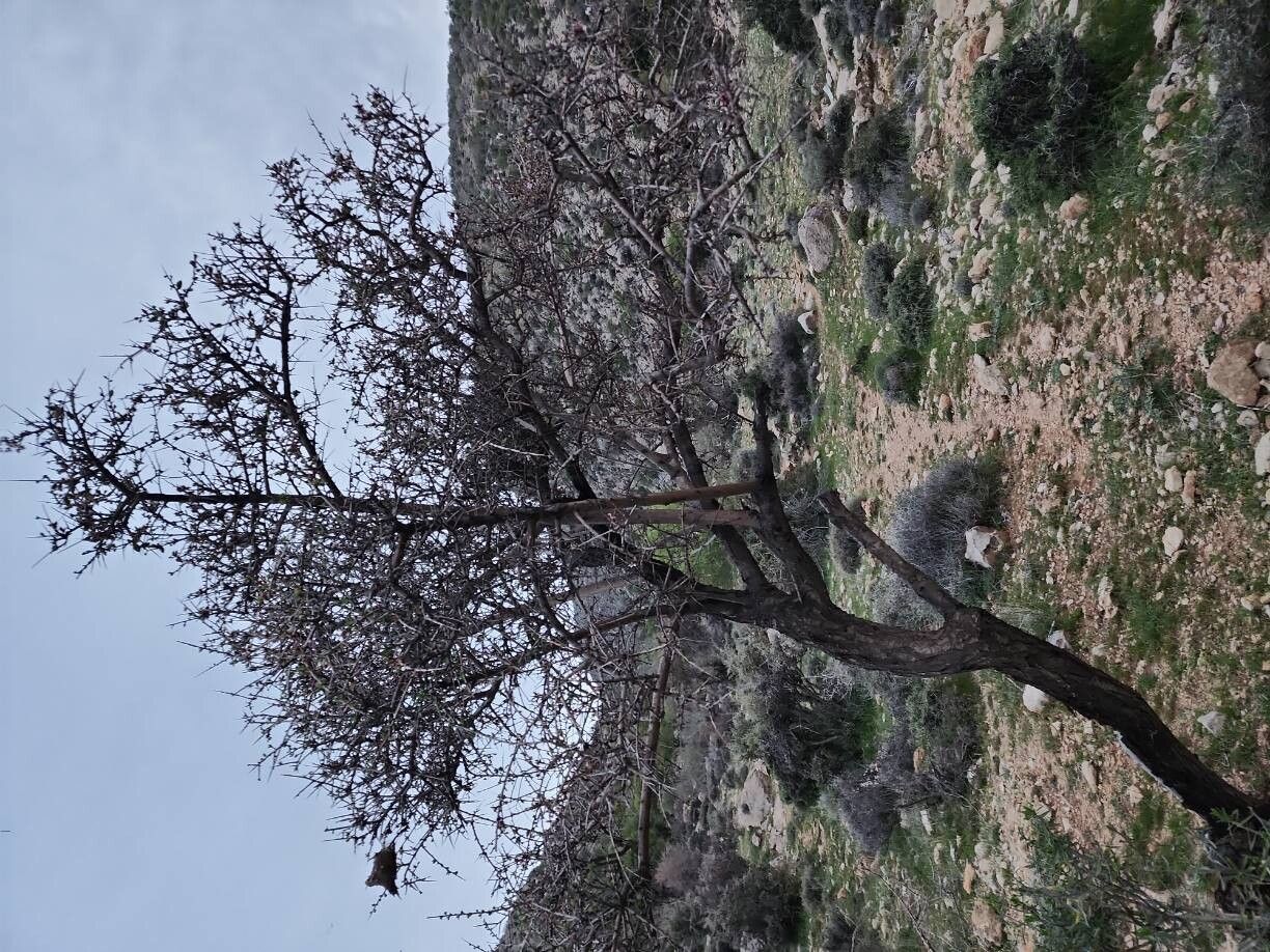 Prunus elaeagrifolia habit