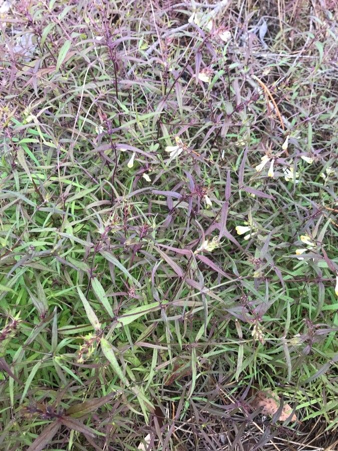 Linaria triphylla habit