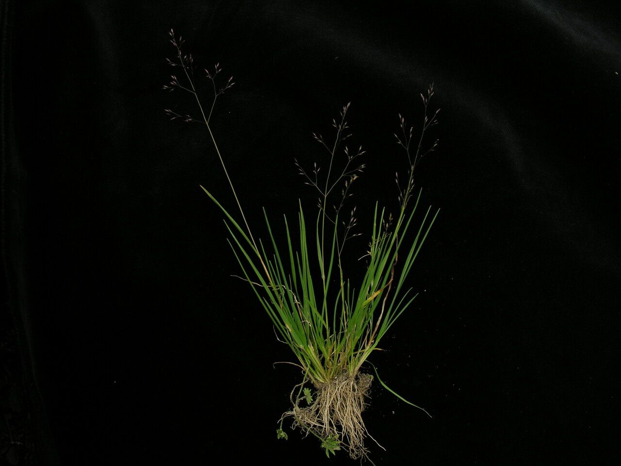 Agrostis nervosa — houseplant care guide