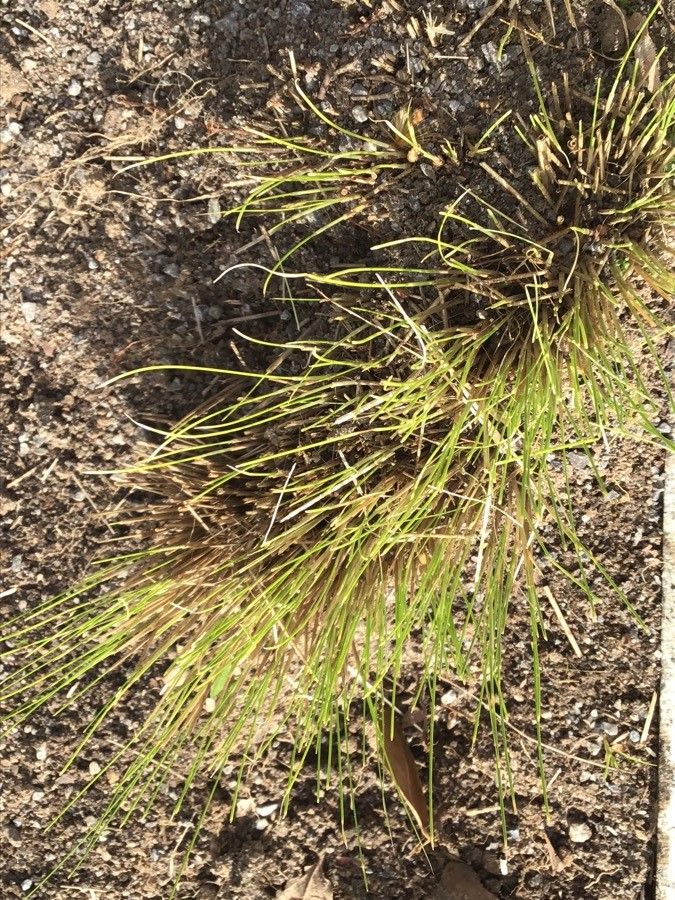 Nassella tenuissima — search result for 'Southwestern United States'