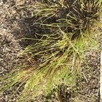Nassella tenuissima