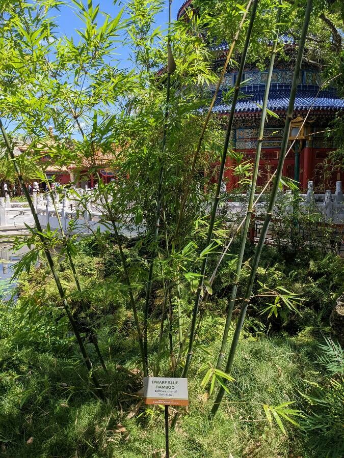 Bambusa chungii habit