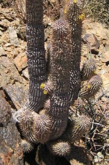 Hoodia alstonii habit