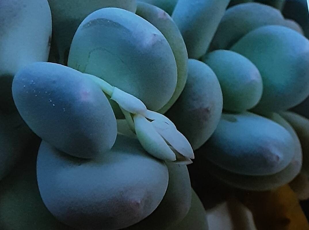 Pachyphytum caesium