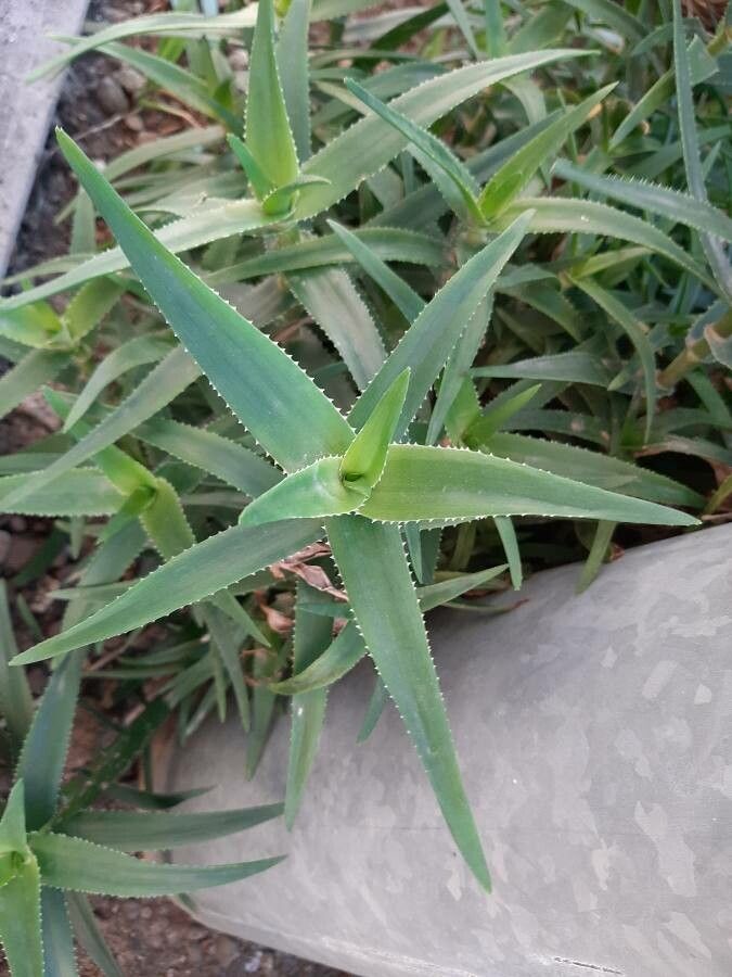 Aloe striatula leaf