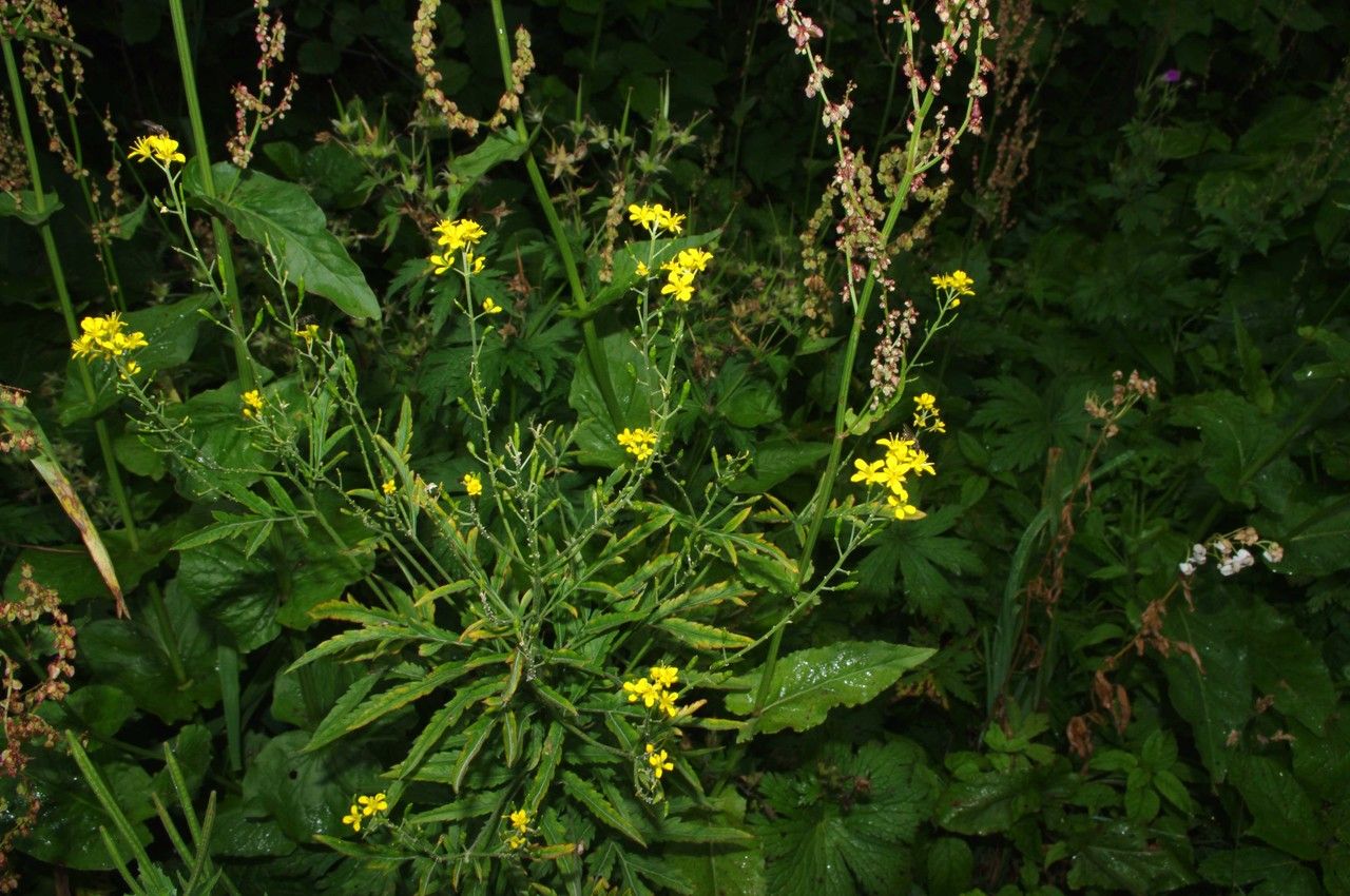 Rorippa x anceps — search result for 'Rorippa'