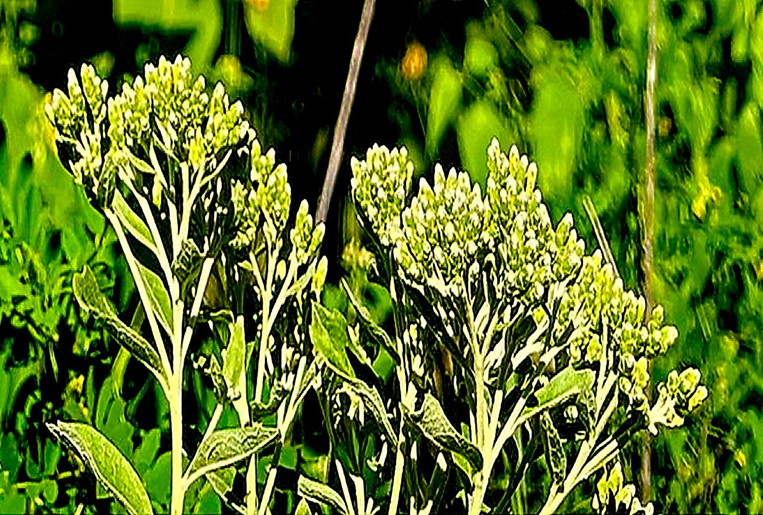 Gymnanthemum crataegifolium — houseplant care guide