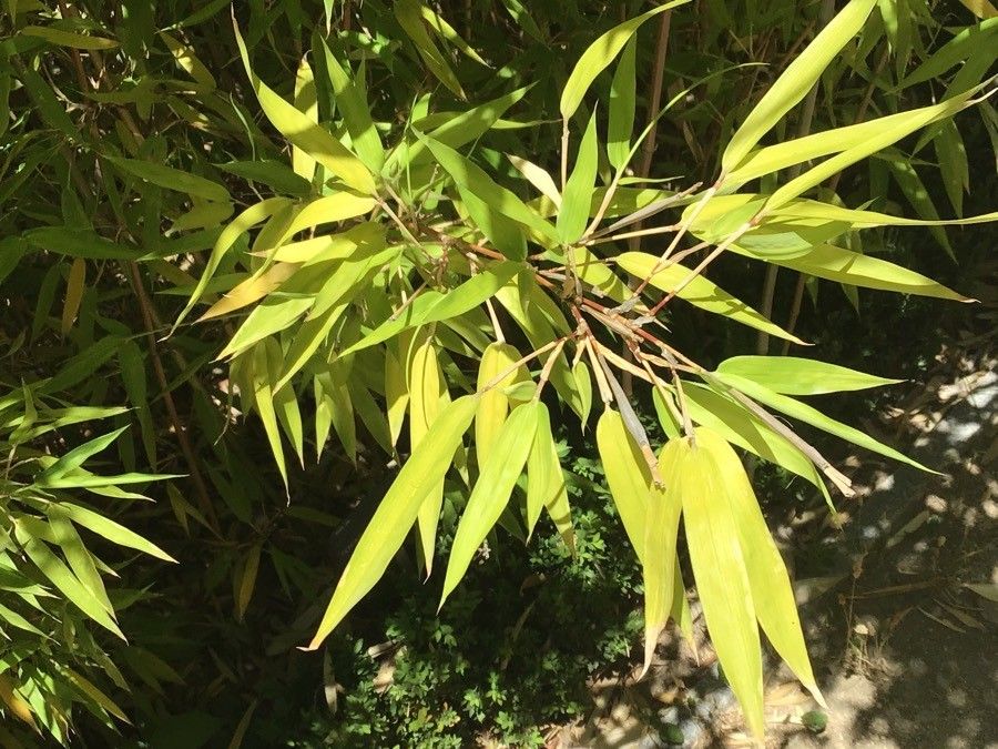 Semiarundinaria kagamiana — related species from the same genus