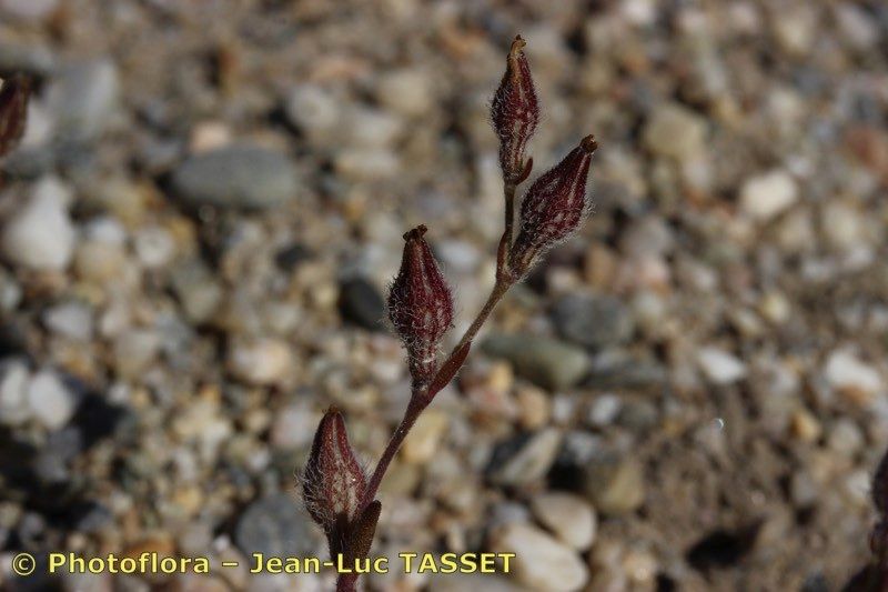 Silene sclerocarpa fruit
