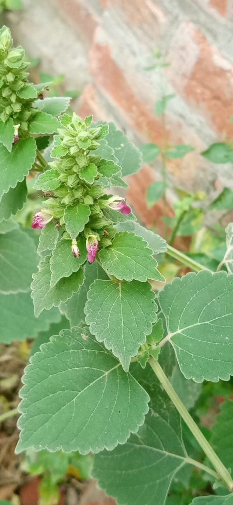 Anisomeles indica — related species from the same genus