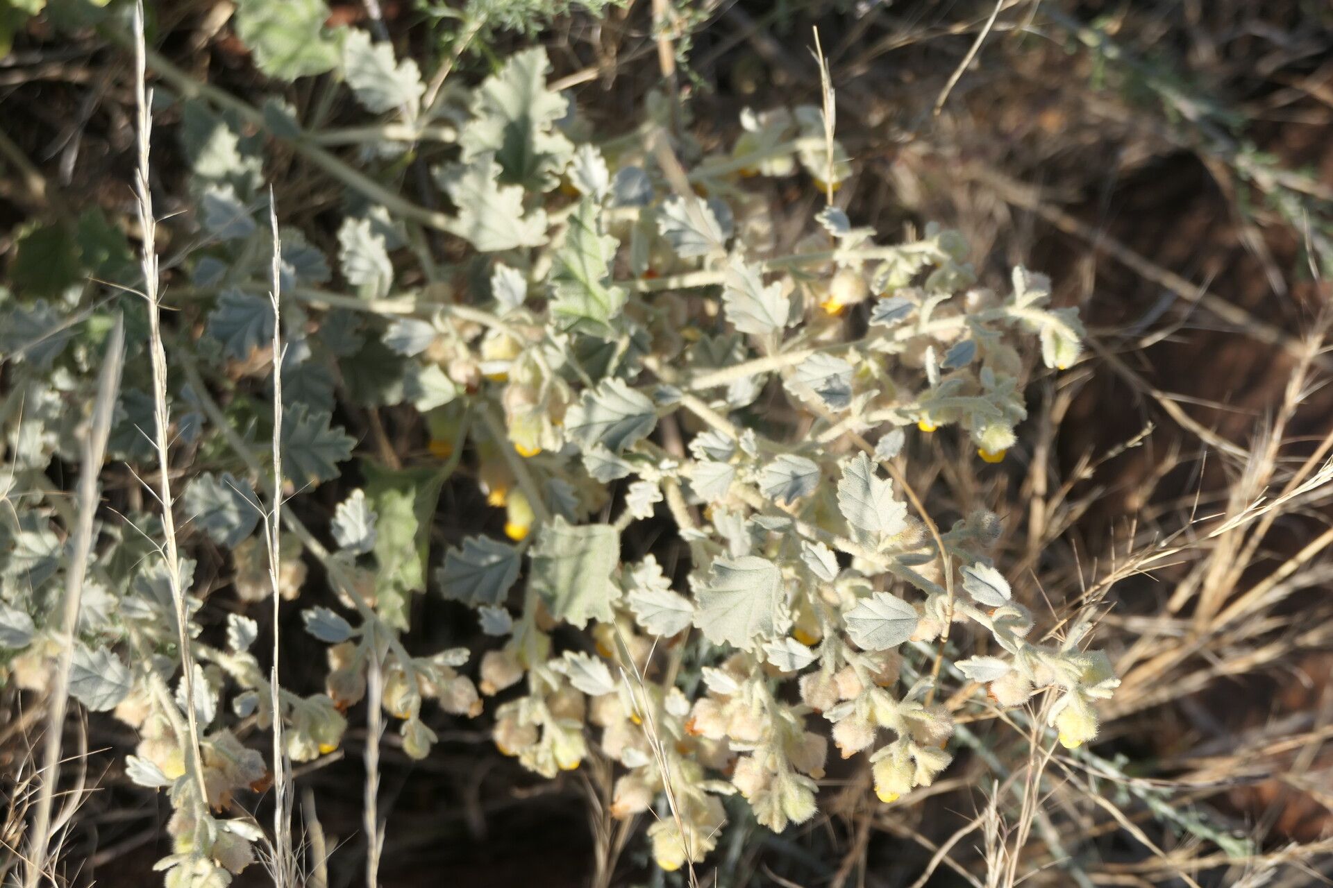 Hermannia vestita habit
