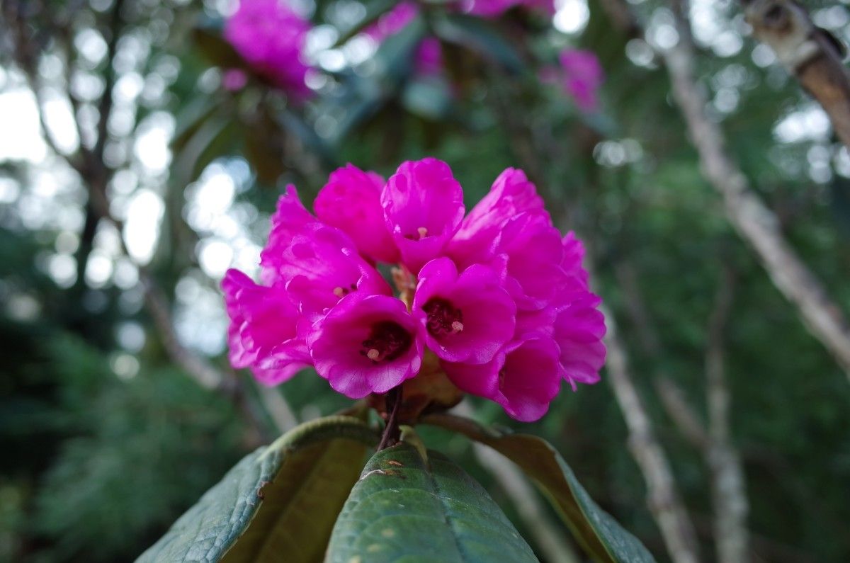 Rhododendron kesangiae flower