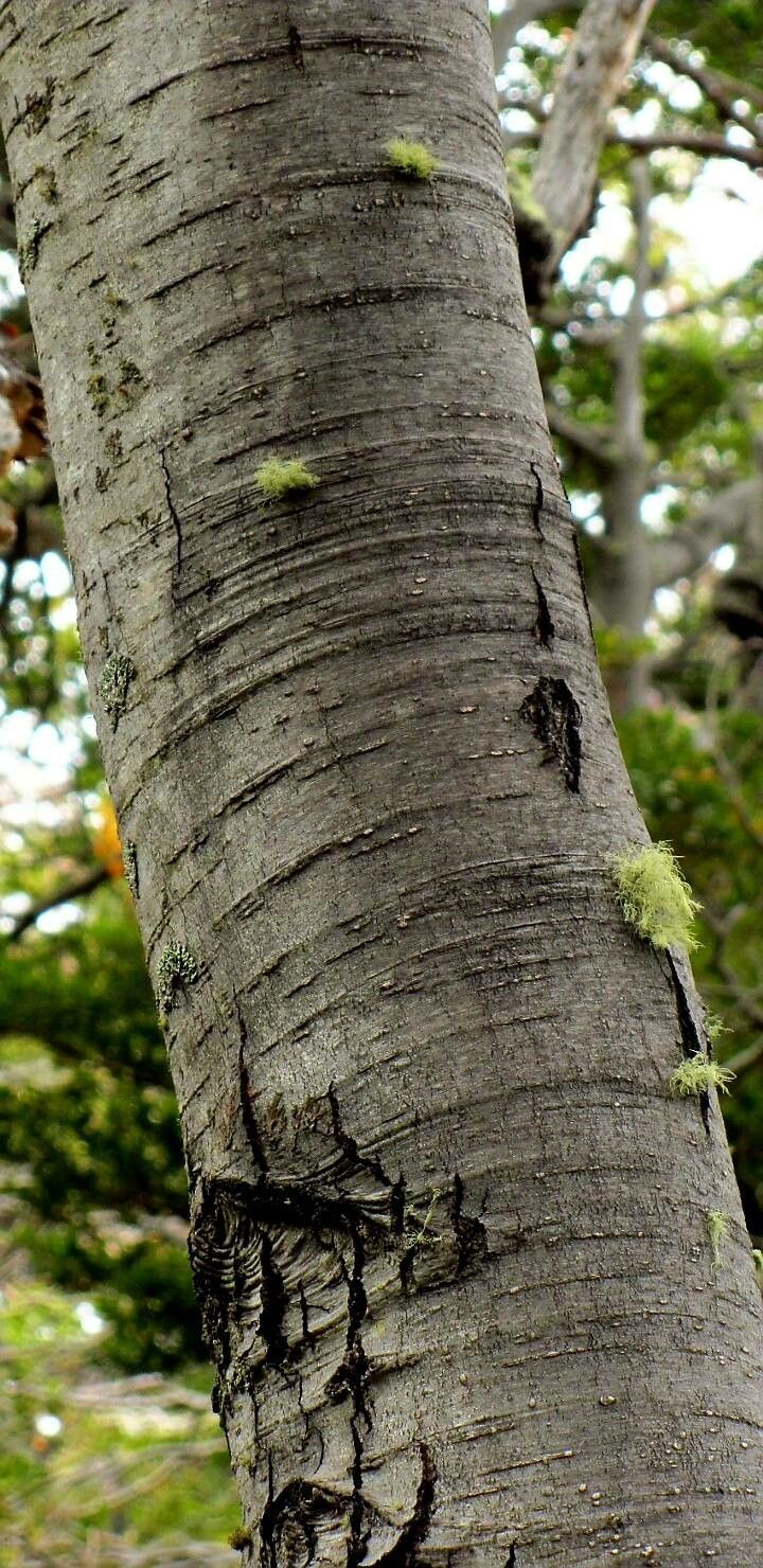 Nothofagus pumilio bark