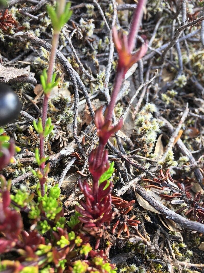 Euphrasia flavicans — search result for 'Euphrasia'