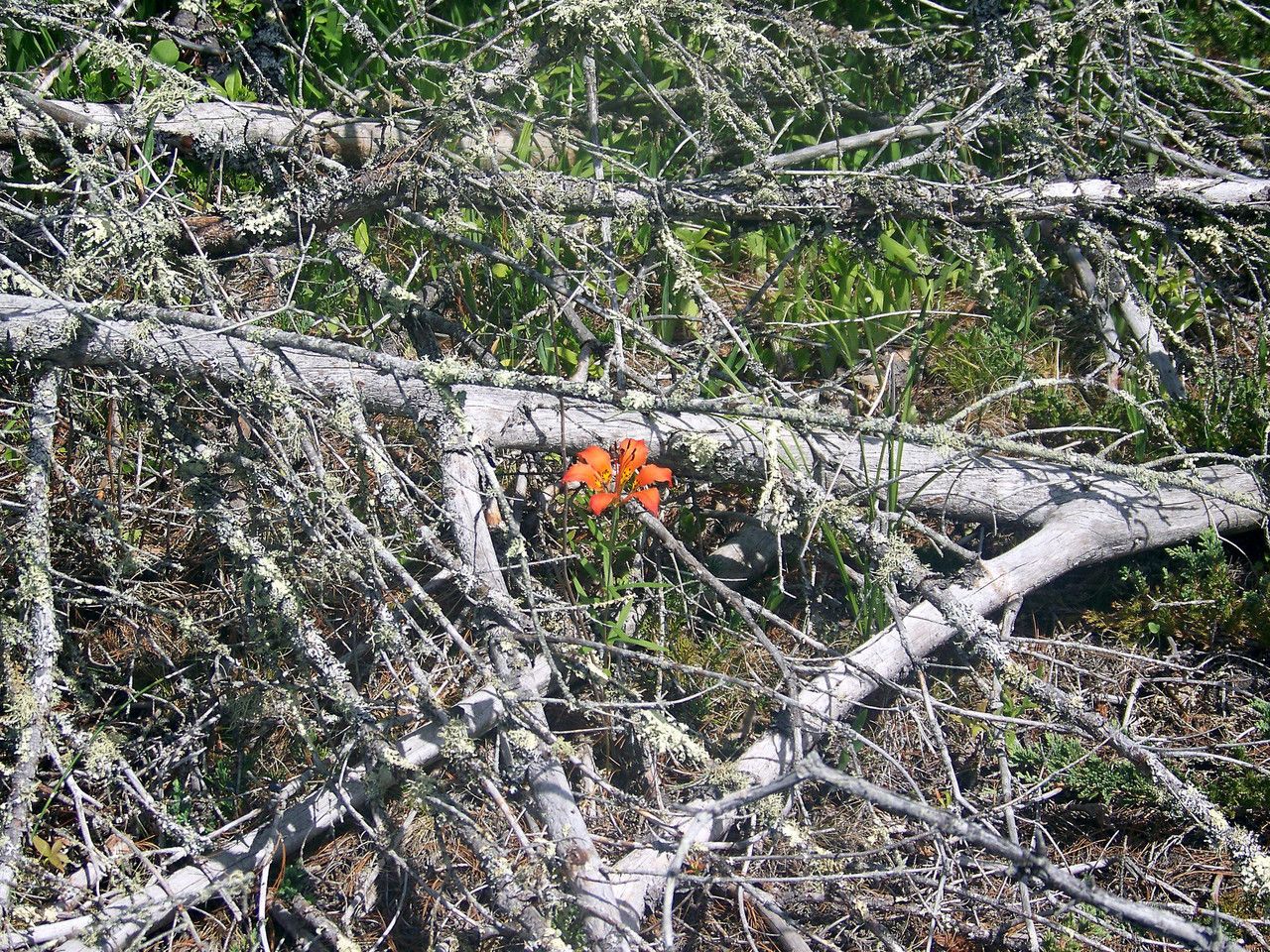 Lilium philadelphicum habit