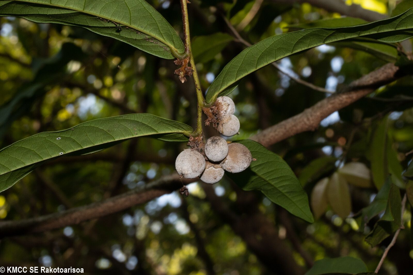Diospyros boivinii — houseplant care guide