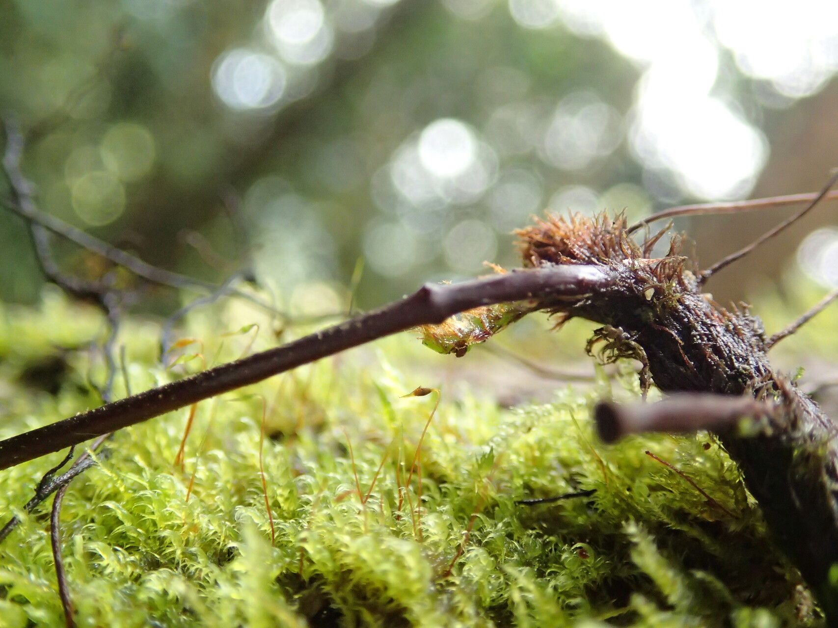 Oleandra annetii other