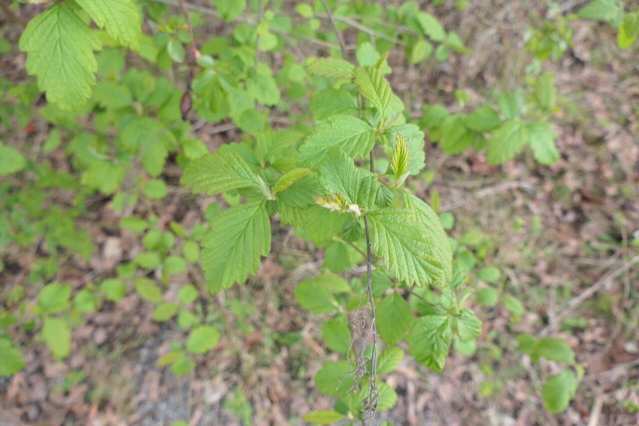 Holodiscus discolor leaf
