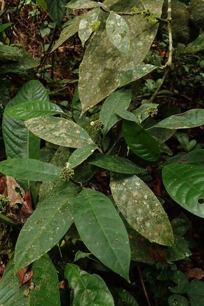 Psychotria subobliqua habit
