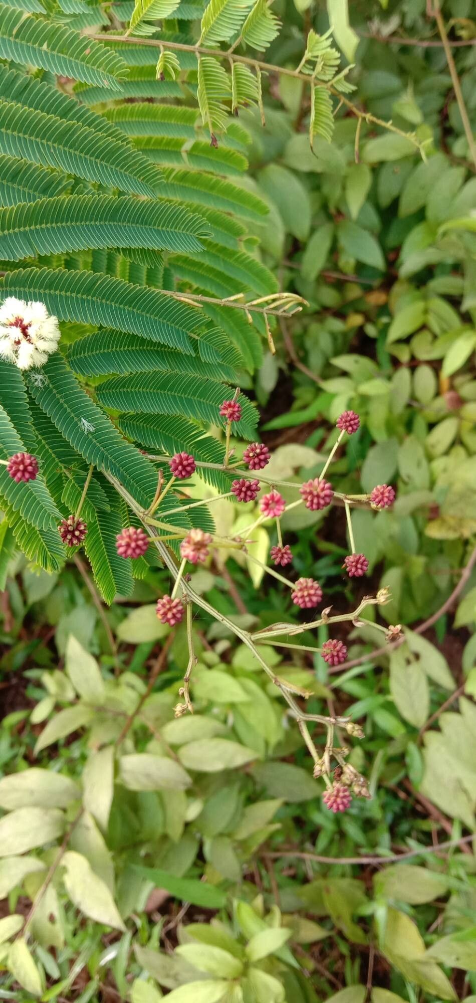 Senegalia rugata fruit