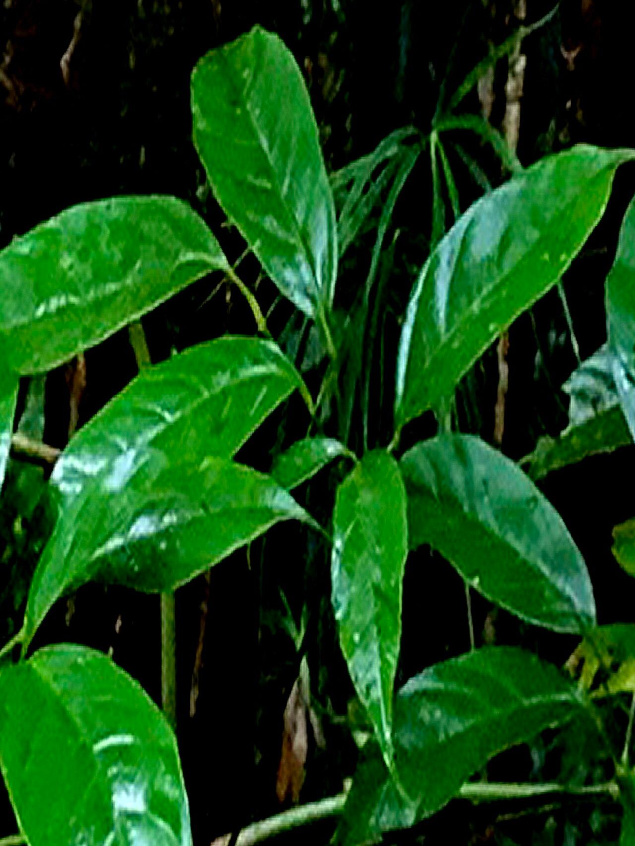 Heptapleurum bipalmatifolium