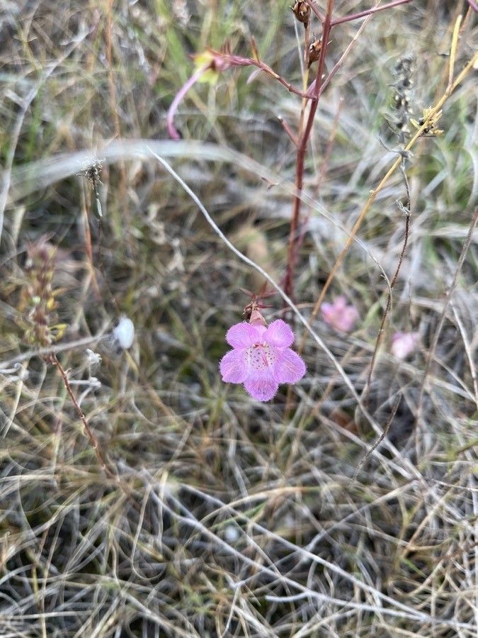 Agalinis maritima flower
